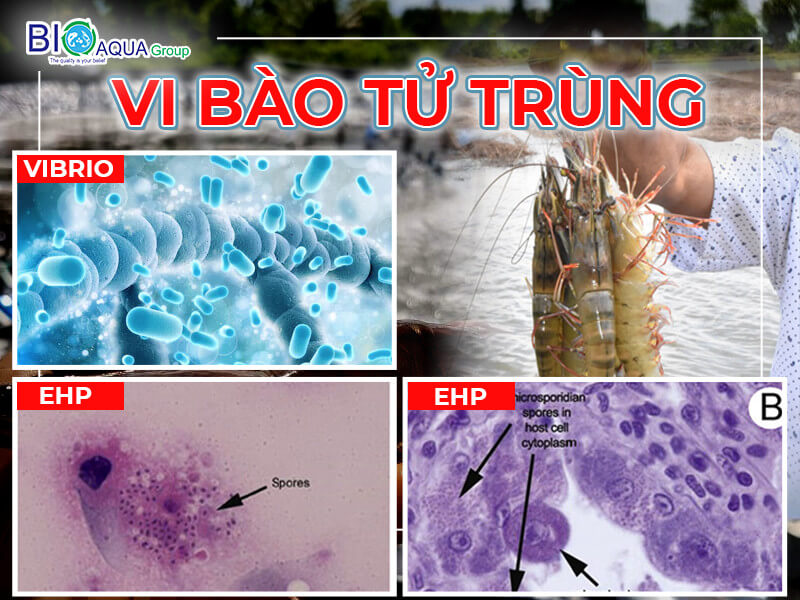 PHÒNG VÀ TRỊ EHP - YẾU TỐ KHIẾN TÔM CHẬM LỚN VÀ NHẠY CẢM HƠN VỚI VIBRIO