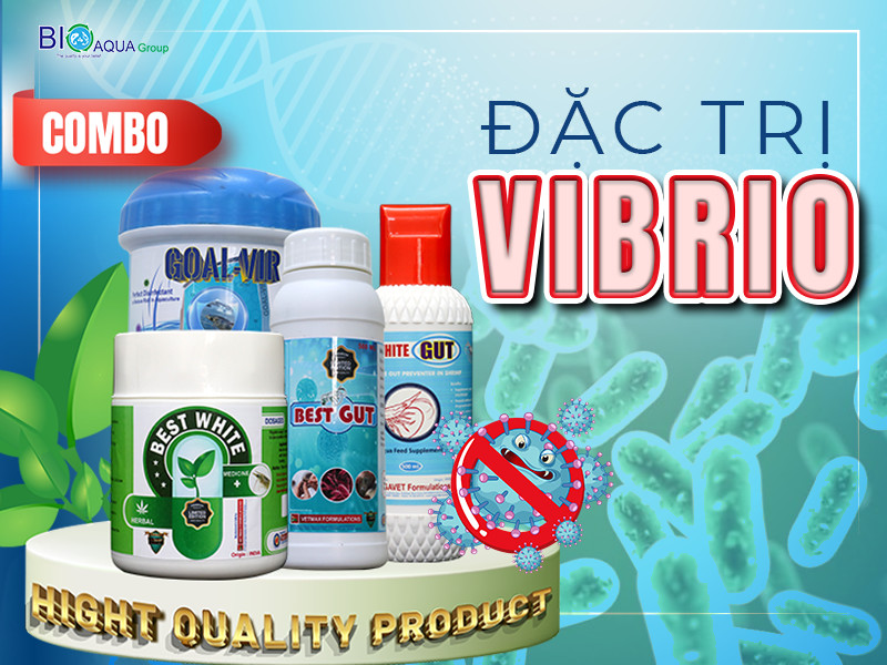 ĐẶC TRỊ VIBRIO - GIẢI QUYẾT NGUYÊN NHÂN GÂY BỆNH CHẾT HÀNG LOẠT Ở TÔM