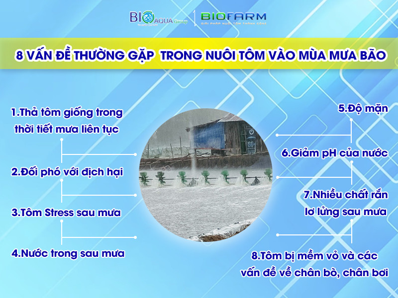 Nuôi tôm trong mùa mưa bão: 8 vấn đề thường gặp và cách giải quyết
