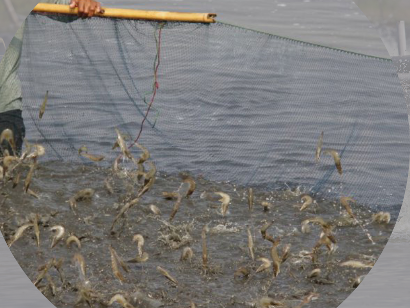 BẠC LIÊU - NGƯỜI DÂN VUI MỪNG VÌ GIÁ TÔM NGUYÊN LIỆU TĂNG CAO DỊP CẬN TẾT