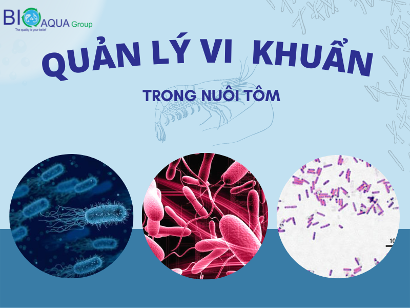 VAI TRÒ VÀ CÁCH KIỂM SOÁT VI KHUẨN TRONG NUÔI TÔM
