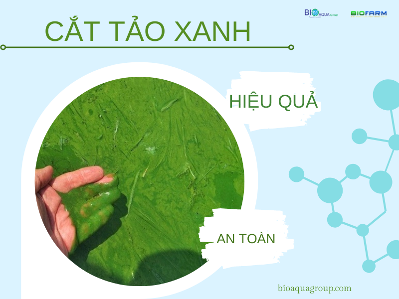 TẢO LAM VÀ GIẢI PHÁP CẮT TẢO AN TOÀN KHÔNG GÂY SỤP TẢO