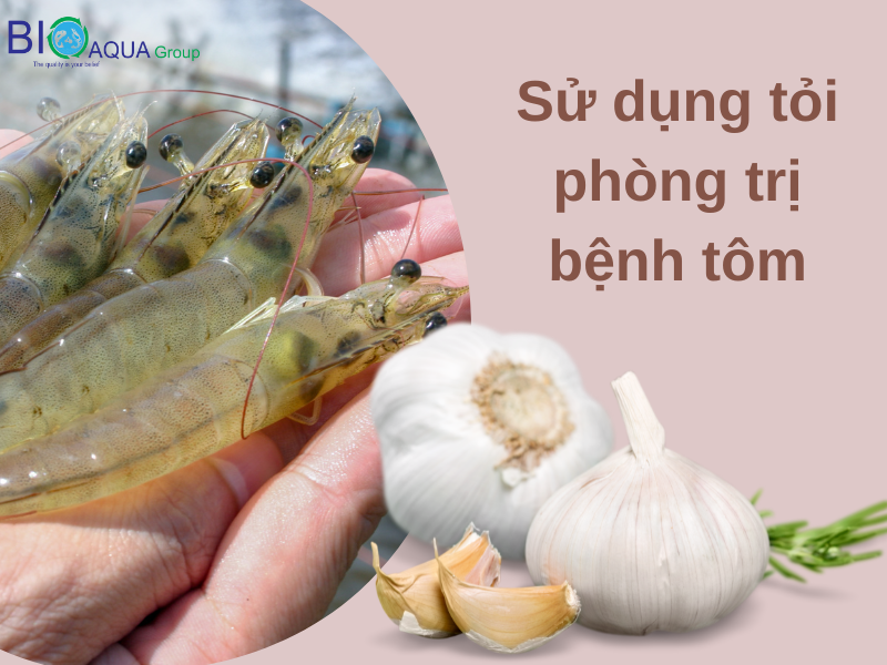 DÙNG TỎI ĐÚNG CÁC TRONG PHÒNG TRỊ BỆNH ĐƯỜNG RUỘT CHO TÔM