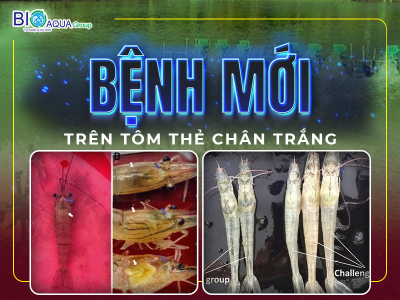 BỆNH MỚI GÂY TỶ LỆ CHẾT CAO TRÊN TÔM THẺ CHÂN TRẮNG: DẤU HIỆU VÀ CÁCH PHÒNG NGỪA
