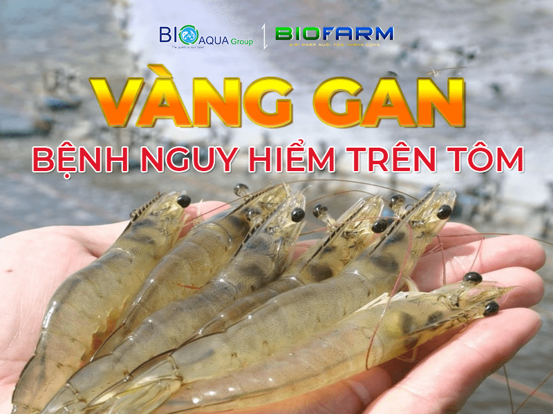 VÀNG GAN BỆNH NGUY HIỂM TRÊN TÔM