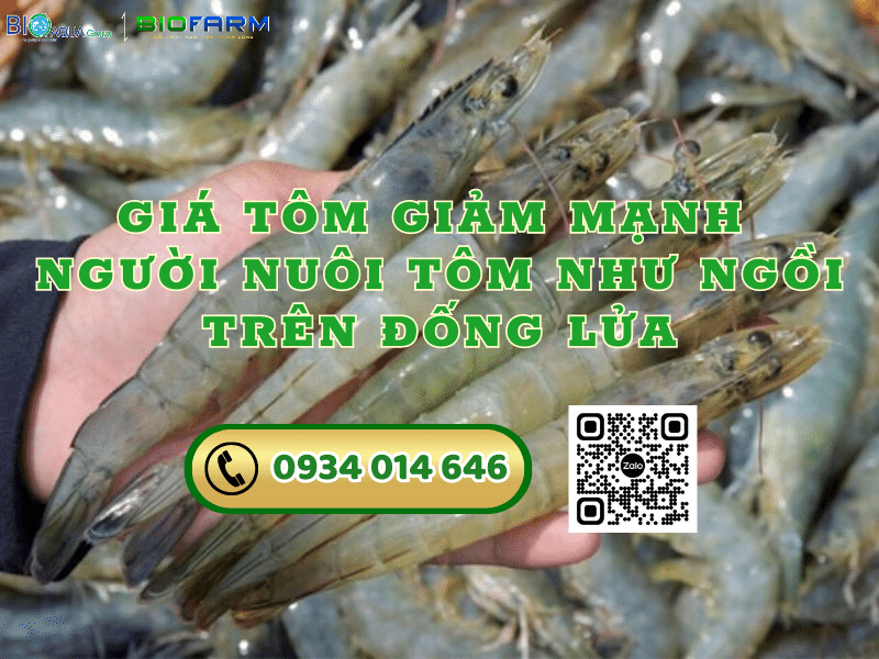 GIÁ TÔM GIẢM MẠNH NGƯỜI NUÔI TÔM NHƯ NGỒI TRÊN ĐỐNG LỬA