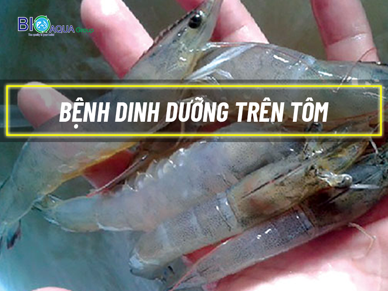 CÁC BỆNH DINH DƯỠNG THƯỜNG GẶP Ở TÔM THẺ CHÂN TRẮNG