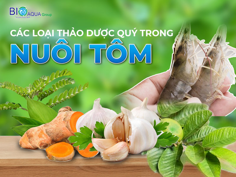 CÁC LOẠI THẢO DƯỢC QUÝ PHÒNG TRỊ BỆNH TÔM HIỆU QUẢ VÔ CÙNG GẦN GŨI VÀ DỄ TÌM