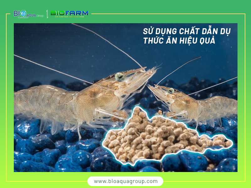 ẢNH HƯỞNG CỦA CÁC CHẤT DẪN DỤ ĐẾN KHẢ NĂNG TĂNG TRƯỞNG VÀ SỬ DỤNG THỨC ĂN TRÊN TÔM THẺ CHÂN TRẮNG
