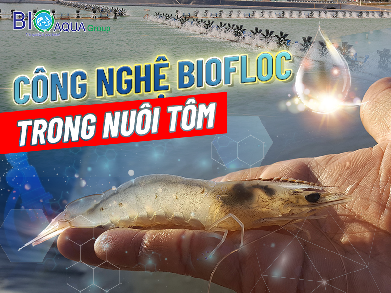 KỸ THUẬT ỨNG DỤNG CÔNG NGHỆ BIOFLOC TRONG NUÔI TÔM THẺ THÀNH CÔNG