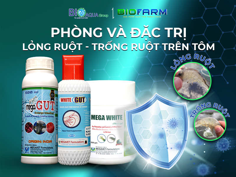 NGUYÊN NHÂN VÀ CÁCH TRỊ TÔM BỊ LỎNG ĐƯỜNG RUỘT, ĐỨT KHÚC TRỐNG RUỘT