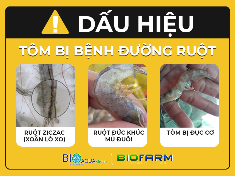 DẤU HIỆU TÔM BỊ BỆNH ĐƯỜNG RUỘT VÀ GIẢI PHÁP PHÒNG BỆNH HIỆU QUẢ