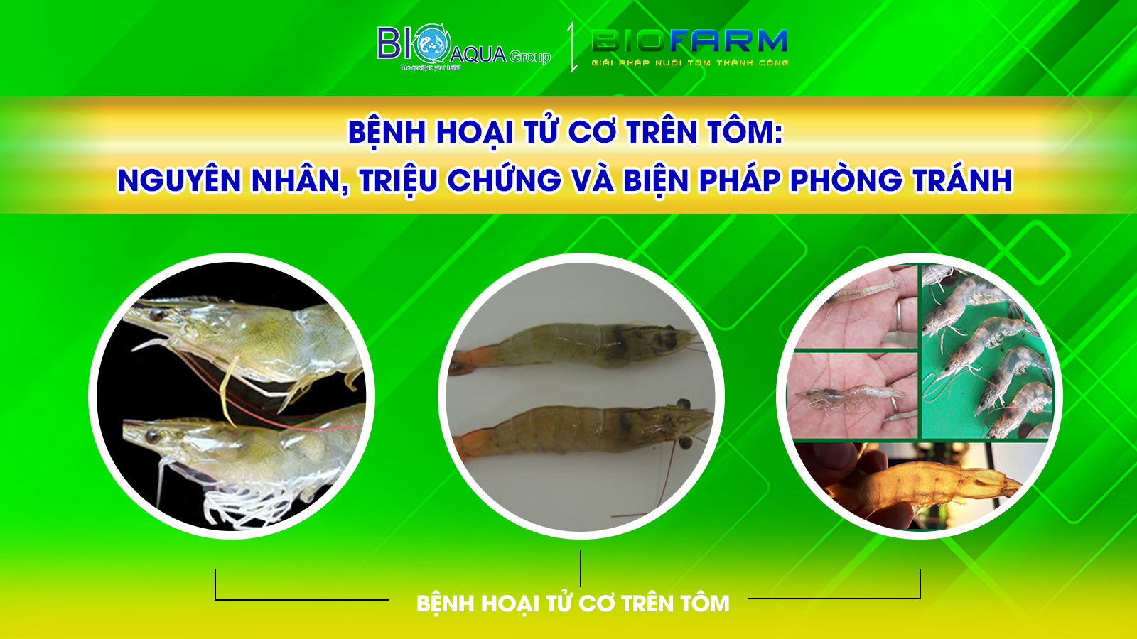 Bệnh hoại tử cơ trên tôm: Nguyên nhân, triệu chứng và biện pháp phòng tránh