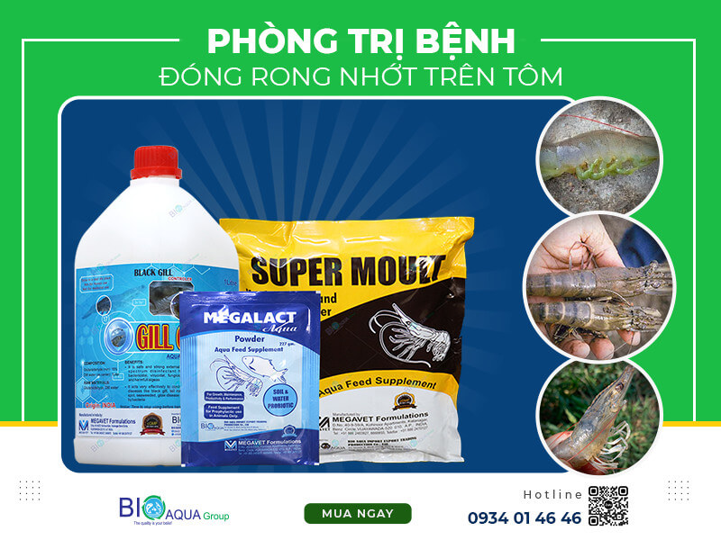 PHÒNG VÀ ĐIỀU TRỊ HIỆN TƯỢNG ĐÓNG RONG, NHỚT Ở TÔM NUÔI