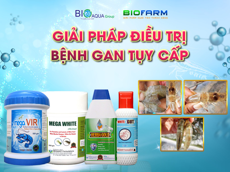 Giải pháp Điều Trị Bệnh Gan Tụy Cấp trên Tôm