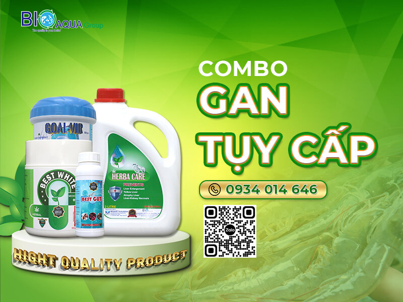 PHÒNG VÀ ĐIỀU TRỊ BỆNH GAN TỤY CẤP Ở TÔM
