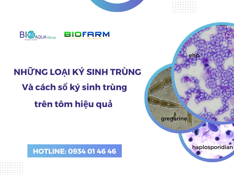 NHỮNG LOẠI KÝ SINH TRÙNG VÀ CÁCH SỔ KÝ SINH TRÙNG TRÊN TÔM HIỆU QUẢ