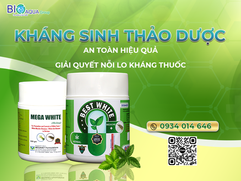 KHÁNG SINH THẢO DƯỢC HIỆU QUẢ CAO ĐẶC TRỊ ĐƯỜNG RUỘT TÔM