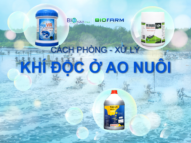 CÁCH PHÒNG VÀ XỬ LÝ KHÍ ĐỘC TRONG AO NUÔI TÔM