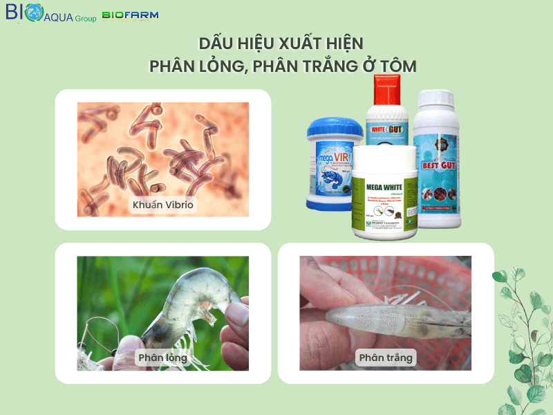 DẤU HIỆU TÔM BỊ BỆNH PHÂN LỎNG, PHÂN TRẮNG