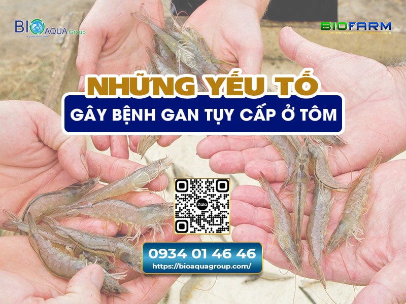 NHỮNG YẾU TỐ GÂY RA BỆNH HOẠI TỬ GAN TỤY CẤP Ở TÔM