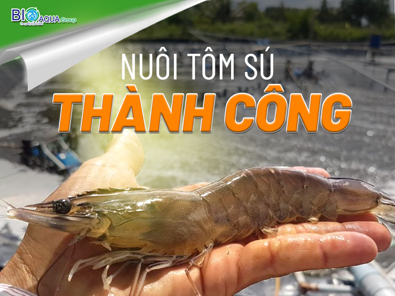 KỸ THUẬT NUÔI TÔM SÚ CÔNG NGHIỆP, BÁN CÔNG NGHIỆP HIỆU QUẢ