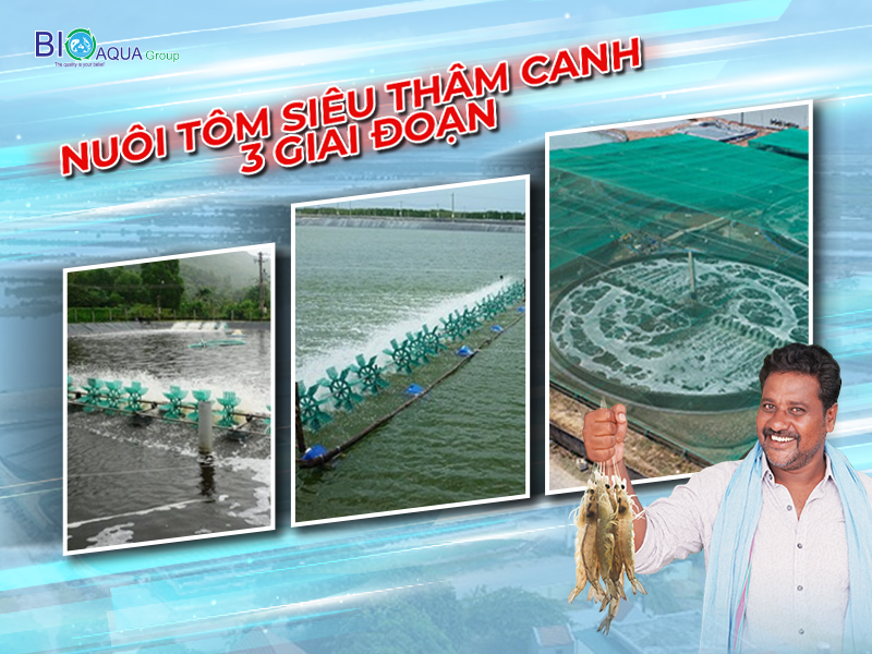 KỸ THUẬT NUÔI TÔM THÂM CANH 3 GIAI ĐOẠN SIÊU HIỂU QUẢ - TIẾT KIỆM CHI PHÍ