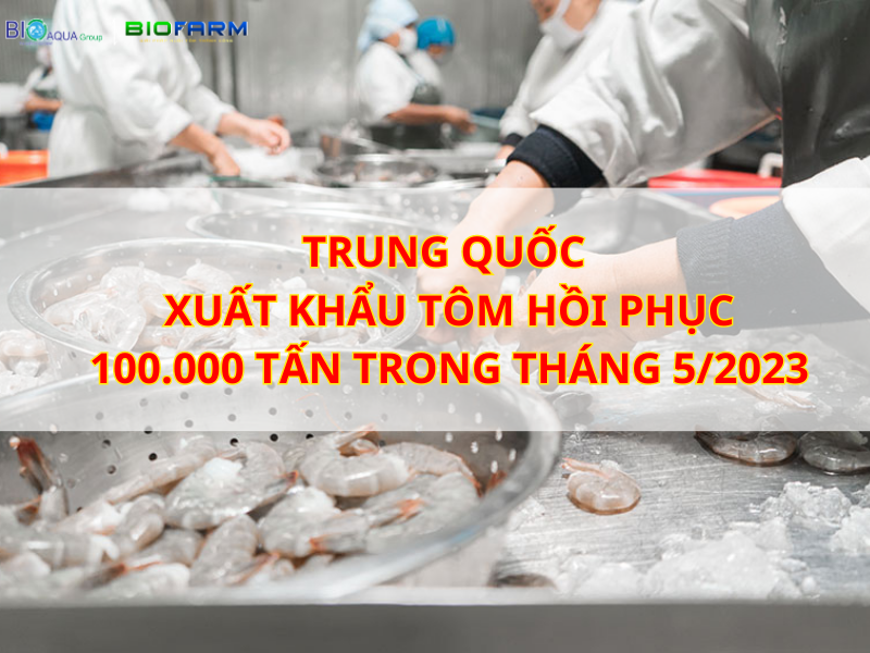 TRUNG QUỐC: XUẤT KHẨU TÔM HỒI PHỤC LÊN 100.000 TẤN TRONG THÁNG 5/2023