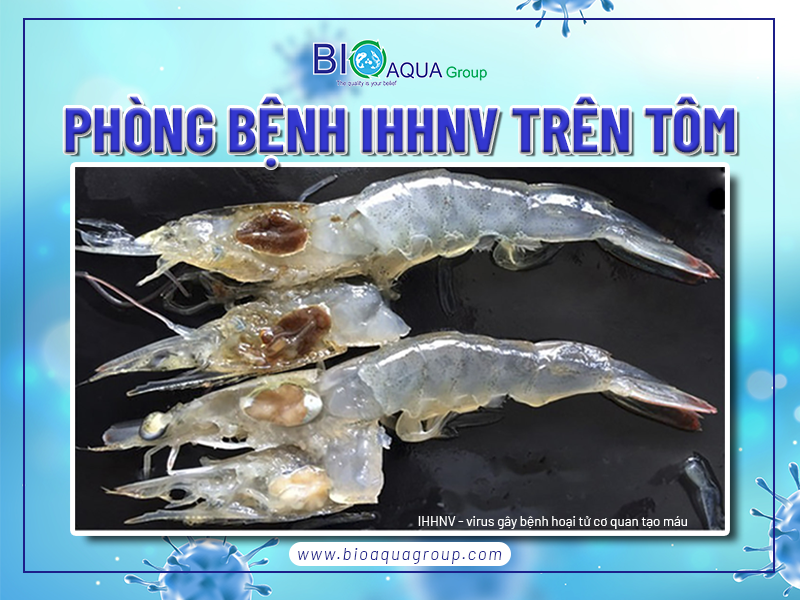 BỆNH HOẠI TỬ CƠ QUAN TẠO MÁU VÀ CƠ QUAN BIỂU MÔ (IHHNV) TRÊN TÔM VÀ PHÒNG BỆNH HIỆU QUẢ