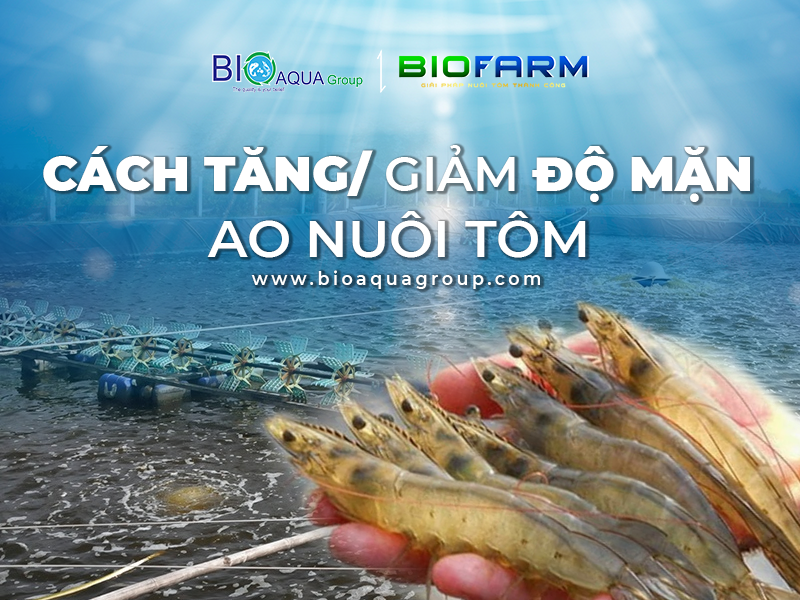 CÁCH TĂNG GIẢM ĐỘ MẶN TRONG NUÔI TÔM