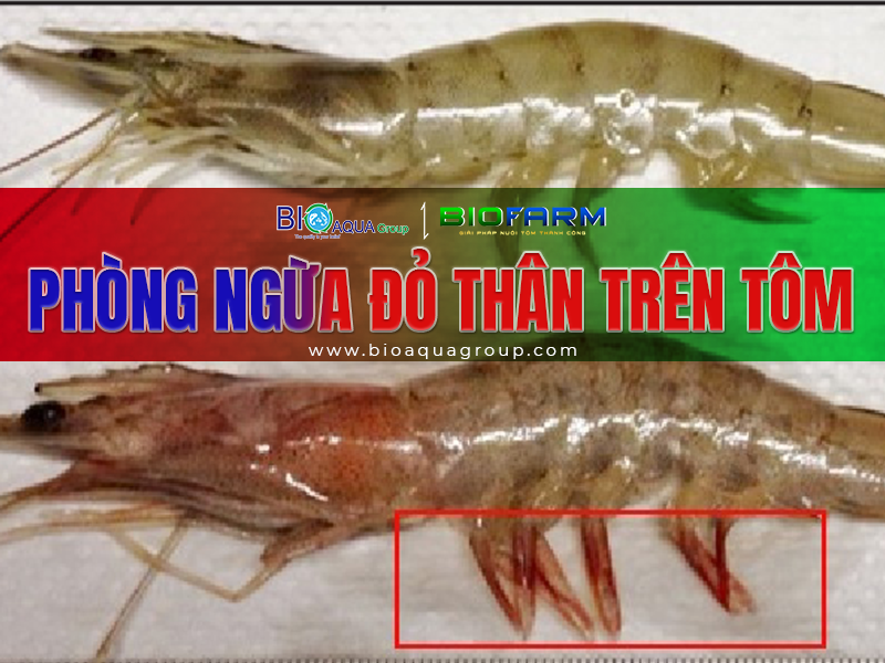 CÁCH GIẢI QUYẾT VÀ PHÒNG NGỪA BỆNH ĐỎ THÂN TRÊN TÔM THẺ CHÂN TRẮNG