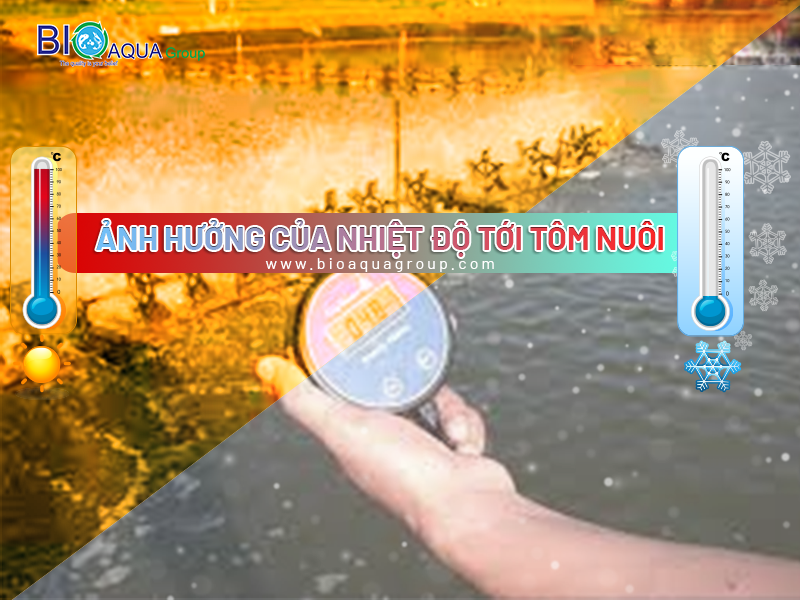 LƯU Ý KHI NUÔI TÔM MÙA LẠNH - ẢNH HƯỞNG CỦA NHIỆT ĐỘ TỚI HIỆU QUẢ THỨC ĂN VÀ TỐC ĐỘ TĂNG TRƯỞNG CỦA TÔM