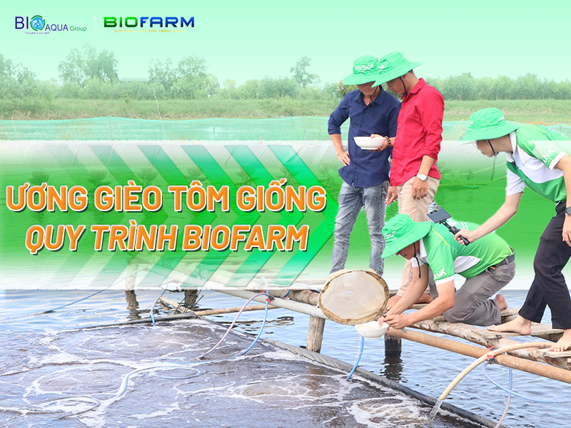 NHÂN RỘNG MÔ HÌNH ƯƠNG VÈO TÔM GIỐNG BIOFARM TỚI BÀ CON NUÔI TÔM KHU VỰC ĐBSCL