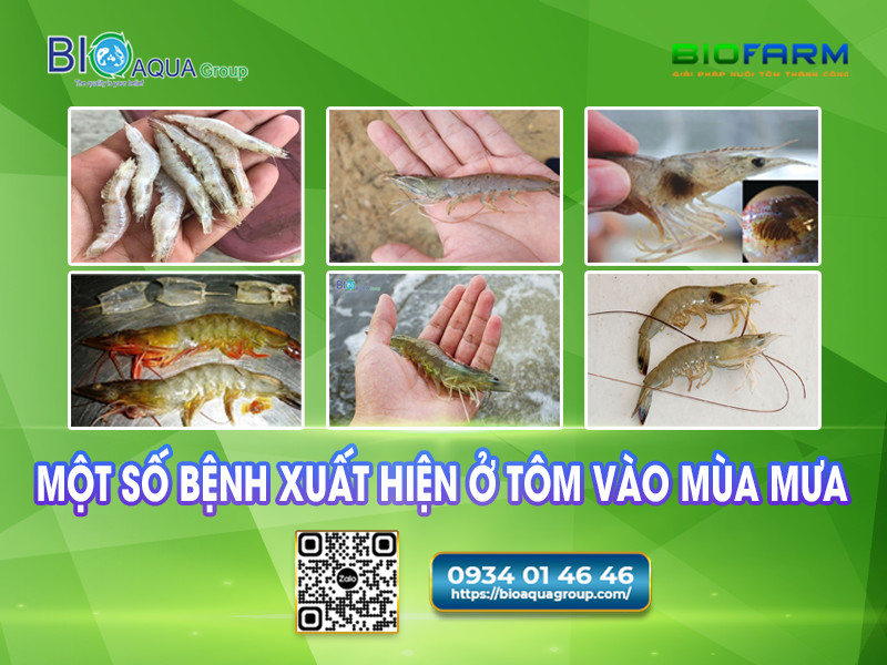 NHỮNG BỆNH NÀO Ở TÔM THƯỜNG XUẤT HIỆN TRONG MÙA MƯA