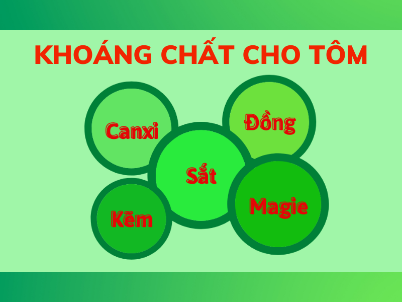 CƠ CHẾ HẤP THỤ KHOÁNG, NHU CẦU SỬ DỤNG KHOÁNG CHẤT TRÊN TÔM