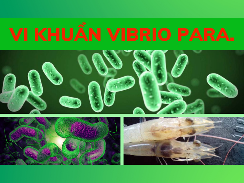 VI KHUẨN VIBRIO PARA. LÀ GÌ VÀ CÁCH TIÊU DIỆT VI KHUẨN VIBRIO PARA.