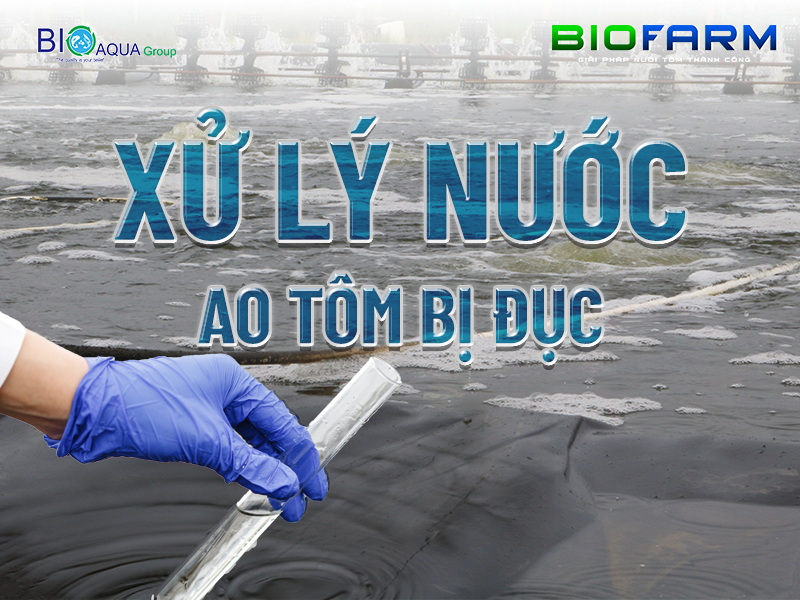NGUYÊN NHÂN VÀ CÁCH XỬ LÝ AO NƯỚC TÔM BỊ ĐỤC