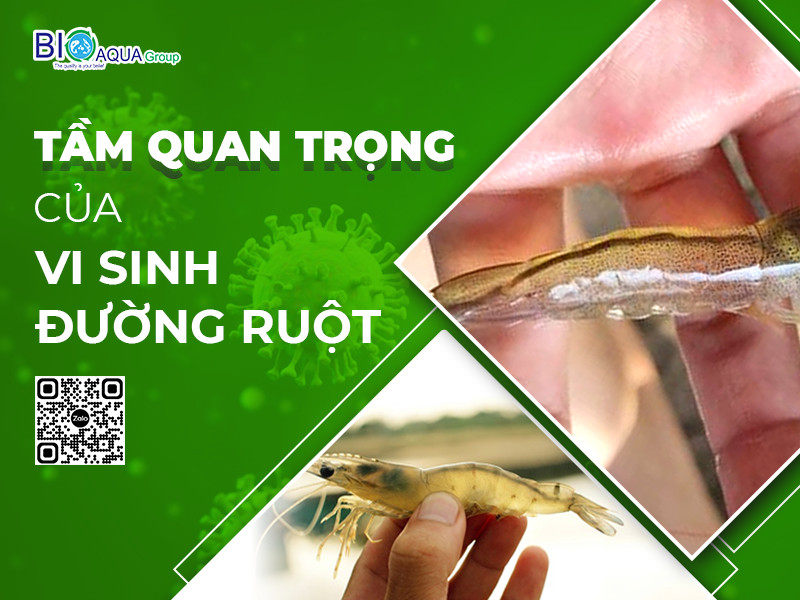 TẠI SAO NÊN BỔ SUNG VI SINH ĐƯỜNG RUỘT CHO TÔM ?