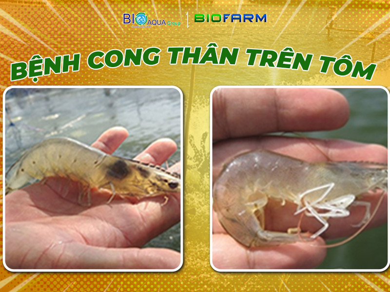 DẤU HIỆU NHẬN BIẾT BỆNH CONG THÂN TRÊN TÔM VÀ CÁCH ĐIỀU TRỊ HIỆU QUẢ