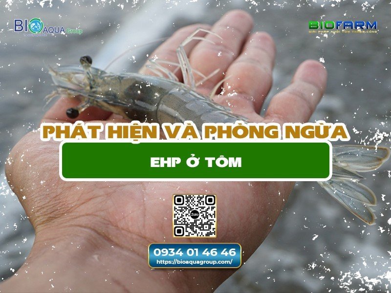 PHÁT HIỆN VÀ PHÒNG NGỪA EHP Ở TÔM