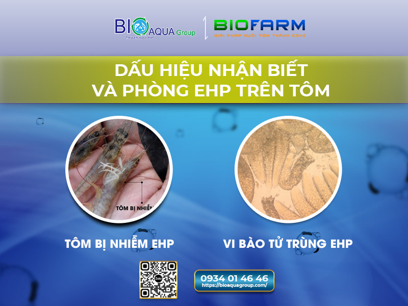 CÁCH NHẬN BIẾT TÔM BỊ BỆNH EHP