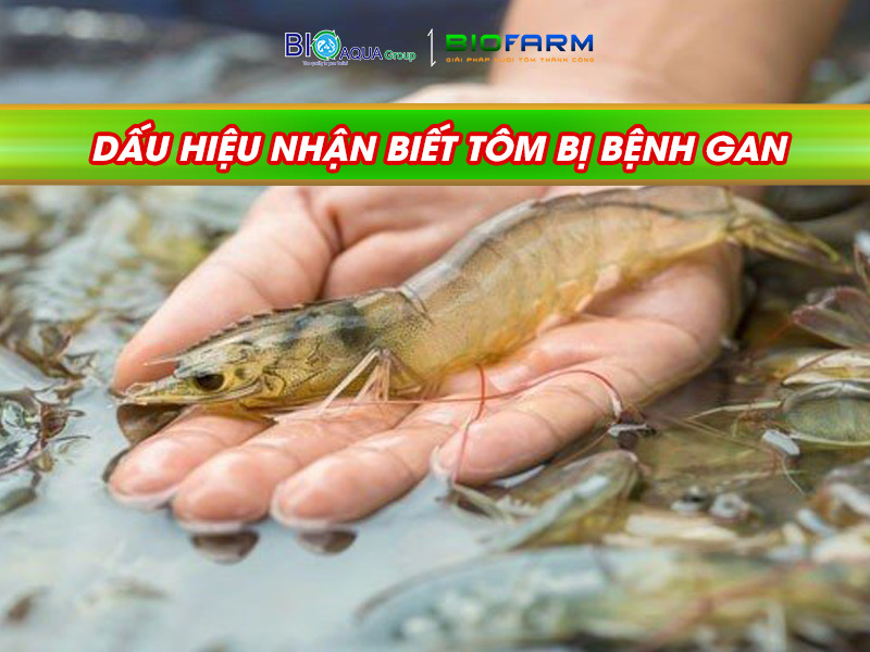 NHỮNG DẤU HIỆU TÔM BỊ BỆNH GAN