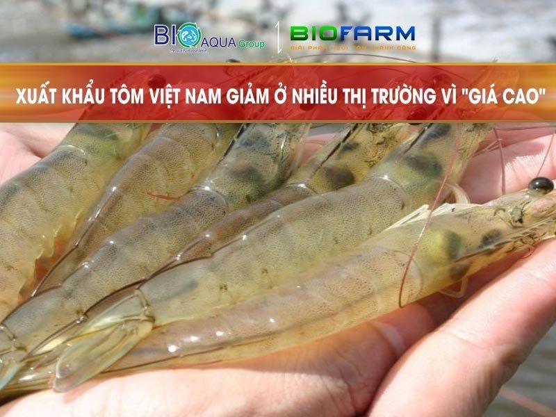 Xuất khẩu tôm Việt Nam giảm ở nhiều thị trường vì 