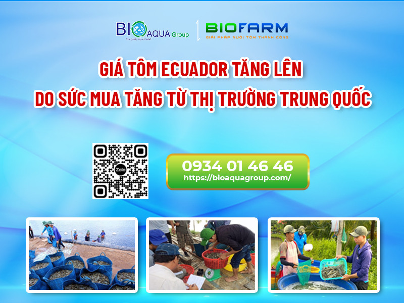 GIÁ TÔM ECUADOR TĂNG LÊN DO SỨC MUA TĂNG TỪ THỊ TRƯỜNG TRUNG QUỐC