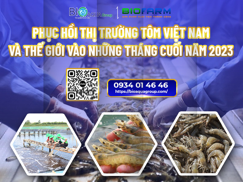 PHỤC HỒI THỊ TRƯỜNG TÔM VIỆT NAM VÀ THẾ GIỚI VÀO NHỮNG THÁNG CUỐI NĂM 2023