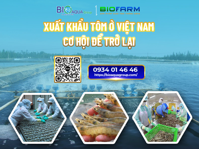 Xuất Khẩu Tôm Việt Nam: Cơ Hội Để Trở Lại