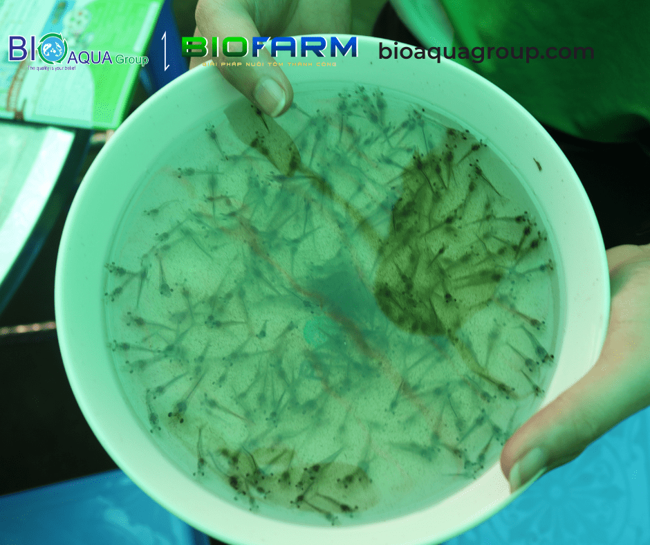 Hình ảnh: Tôm sau 18 ngày áp dụng quy trình ương gièo của Biofarm