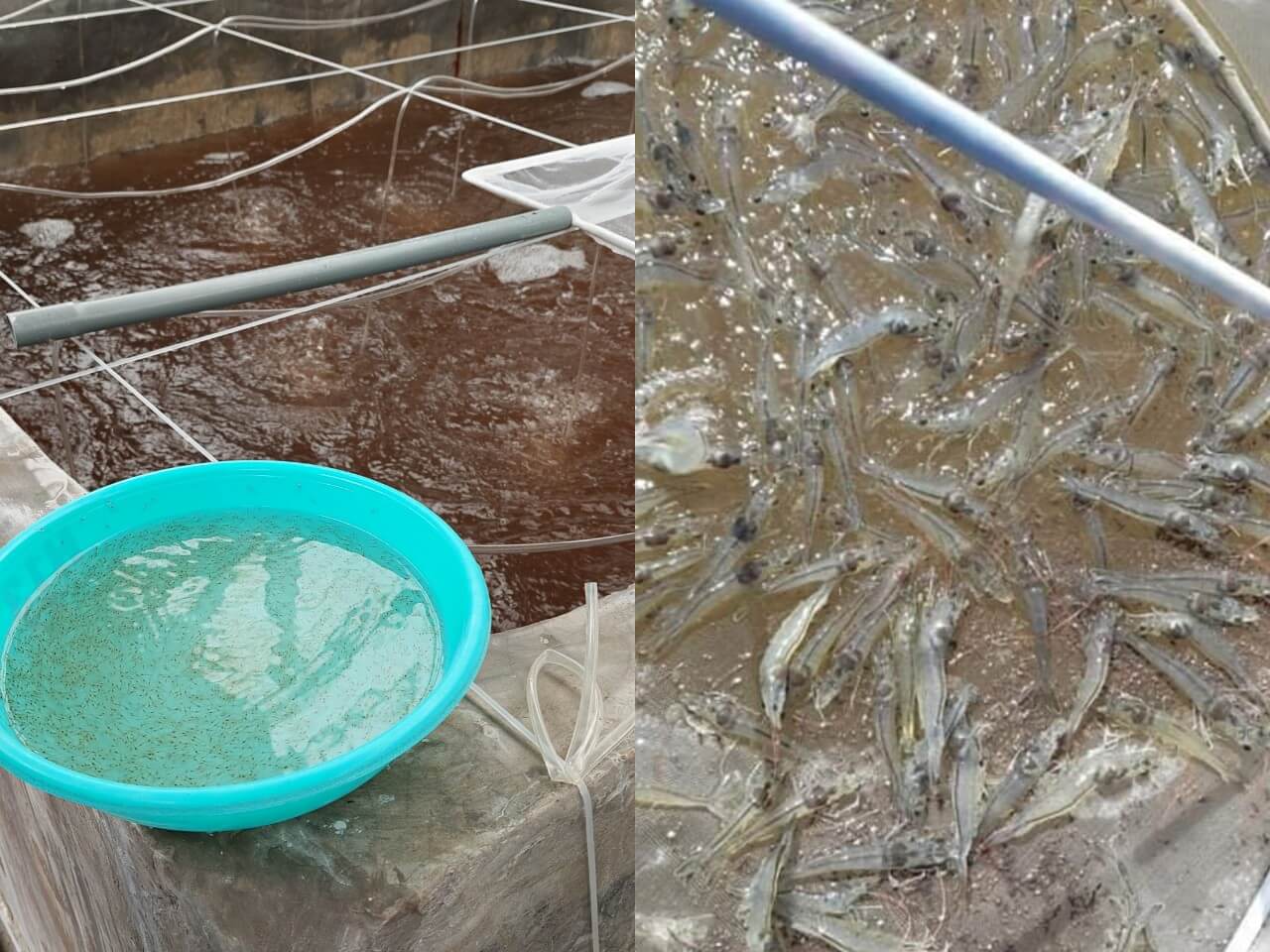 Luu y khi lua chon san pham diet khuan giai doan tom uong