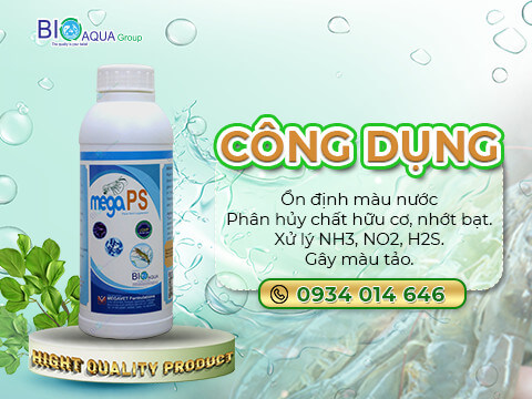 cach-xu-ly-mat-mau-nuoc-ao-tom-va-giai-phap-on-dinh-mau-nuoc