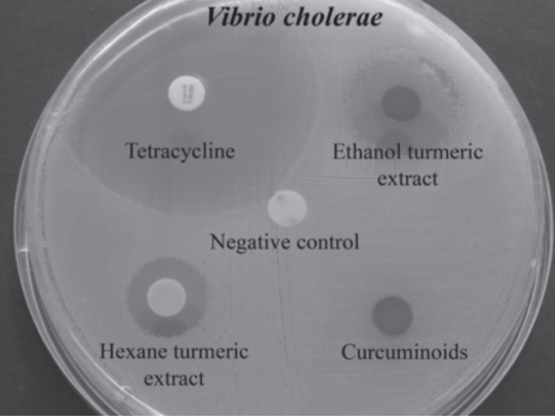 cach-dung-nghe-de-nang-cao-he-mien-dich-khang-nhom-vi-khuan-vibrio-spp-tren-tom